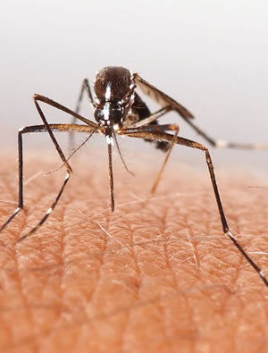 Controle de Mosquitos e Pernilongos