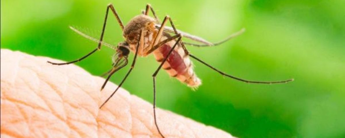Importância da Dedetização de Mosquitos