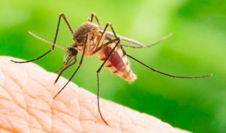 Importância da Dedetização de Mosquitos